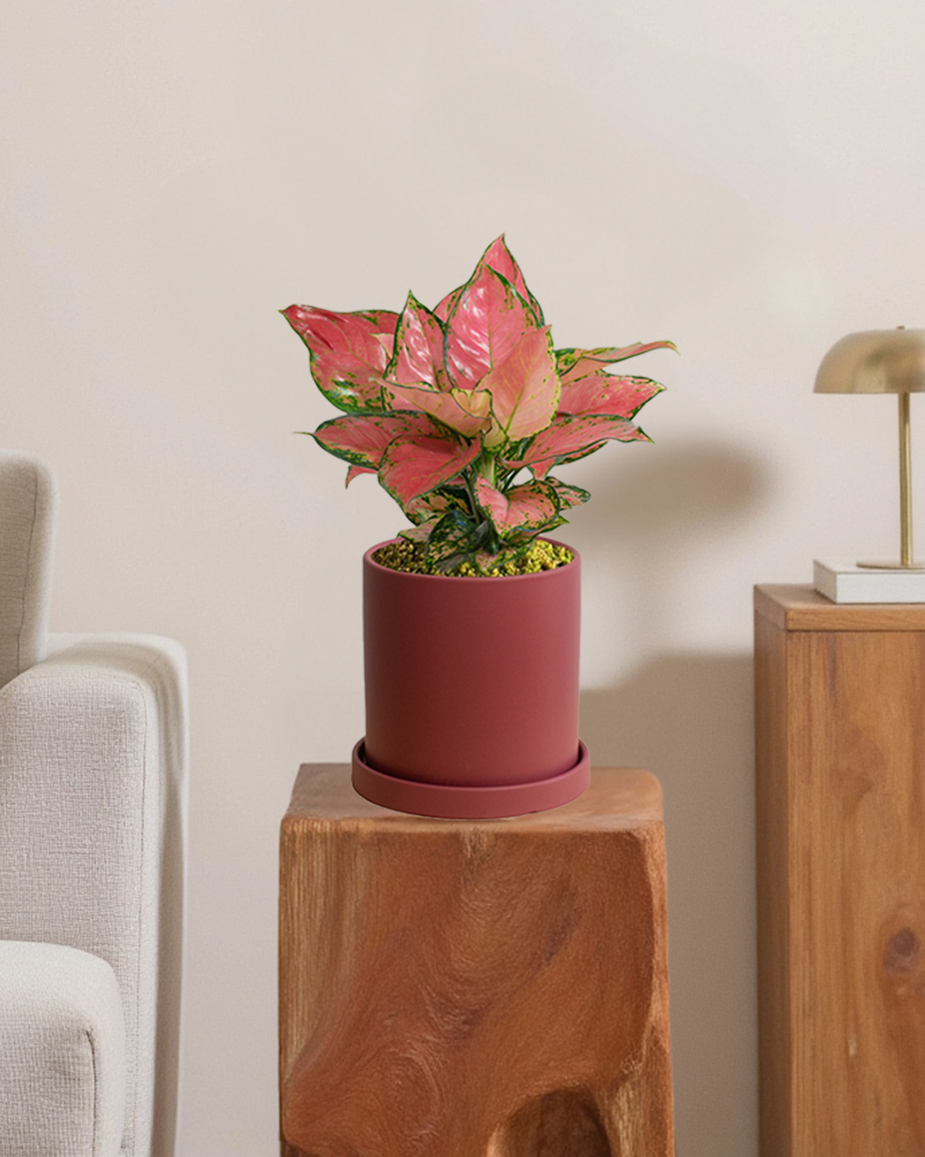 Aglaonema Auspicius Red