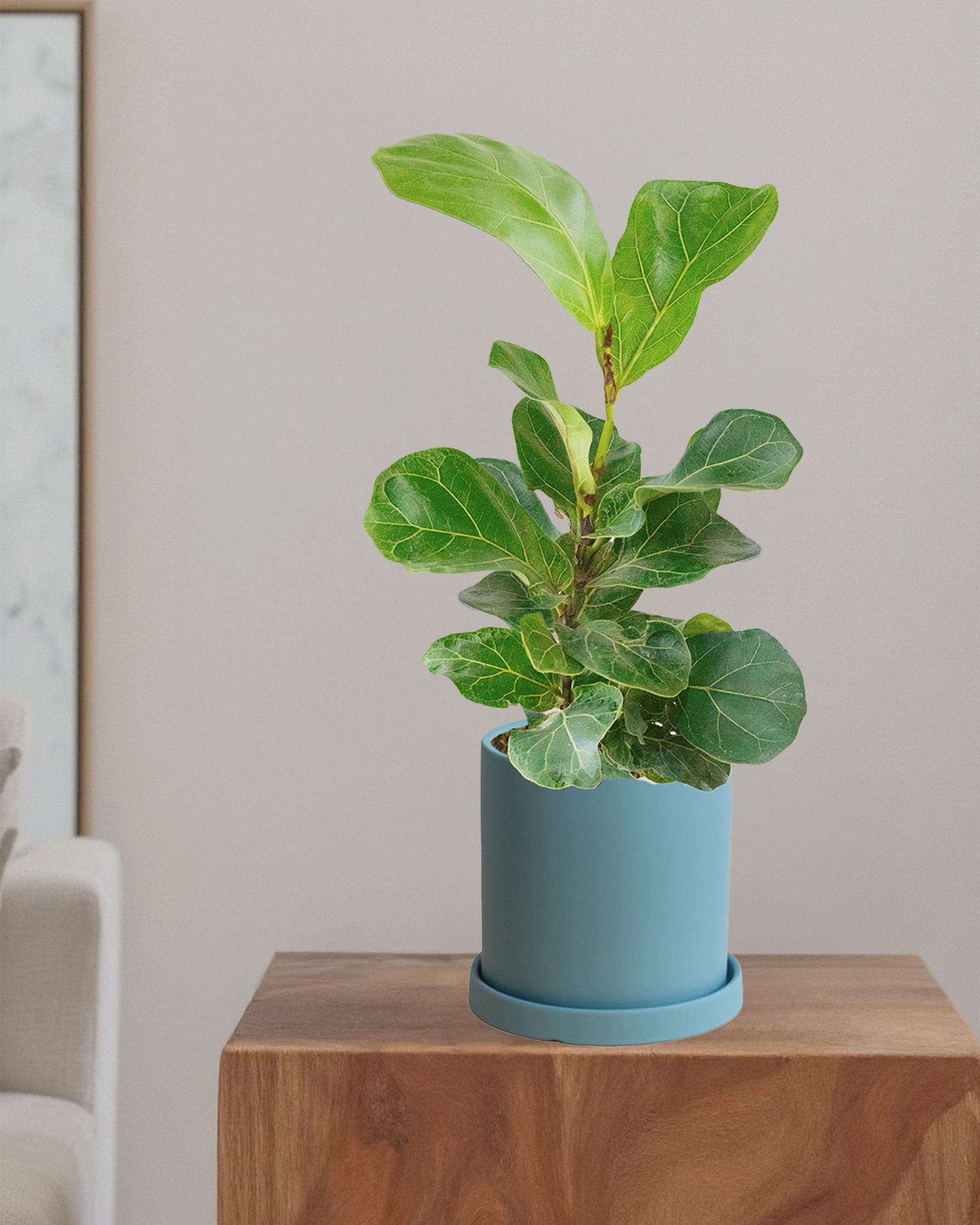 Fiddle Leaf Fig Bambino