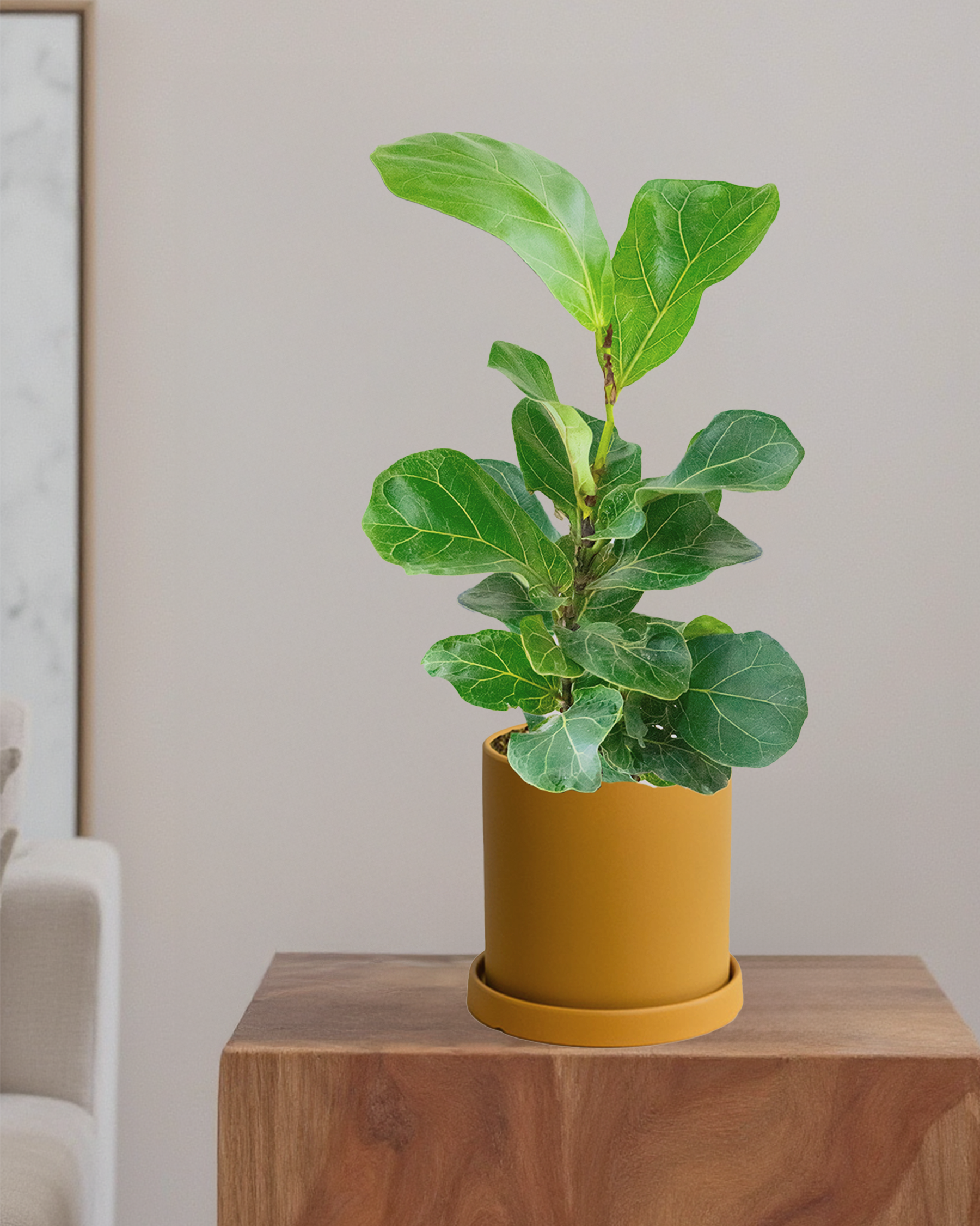 Fiddle Leaf Fig Bambino