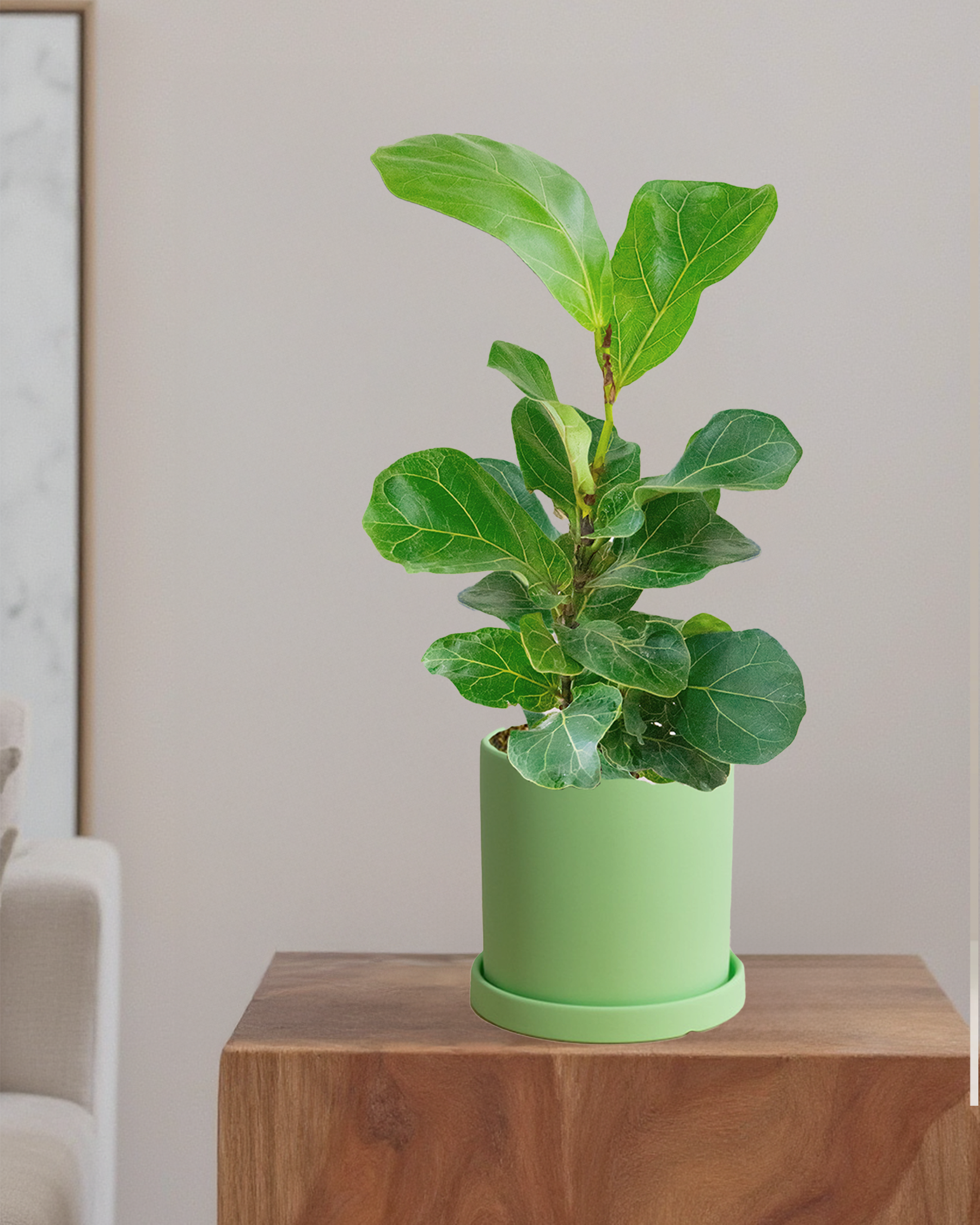 Fiddle Leaf Fig Bambino