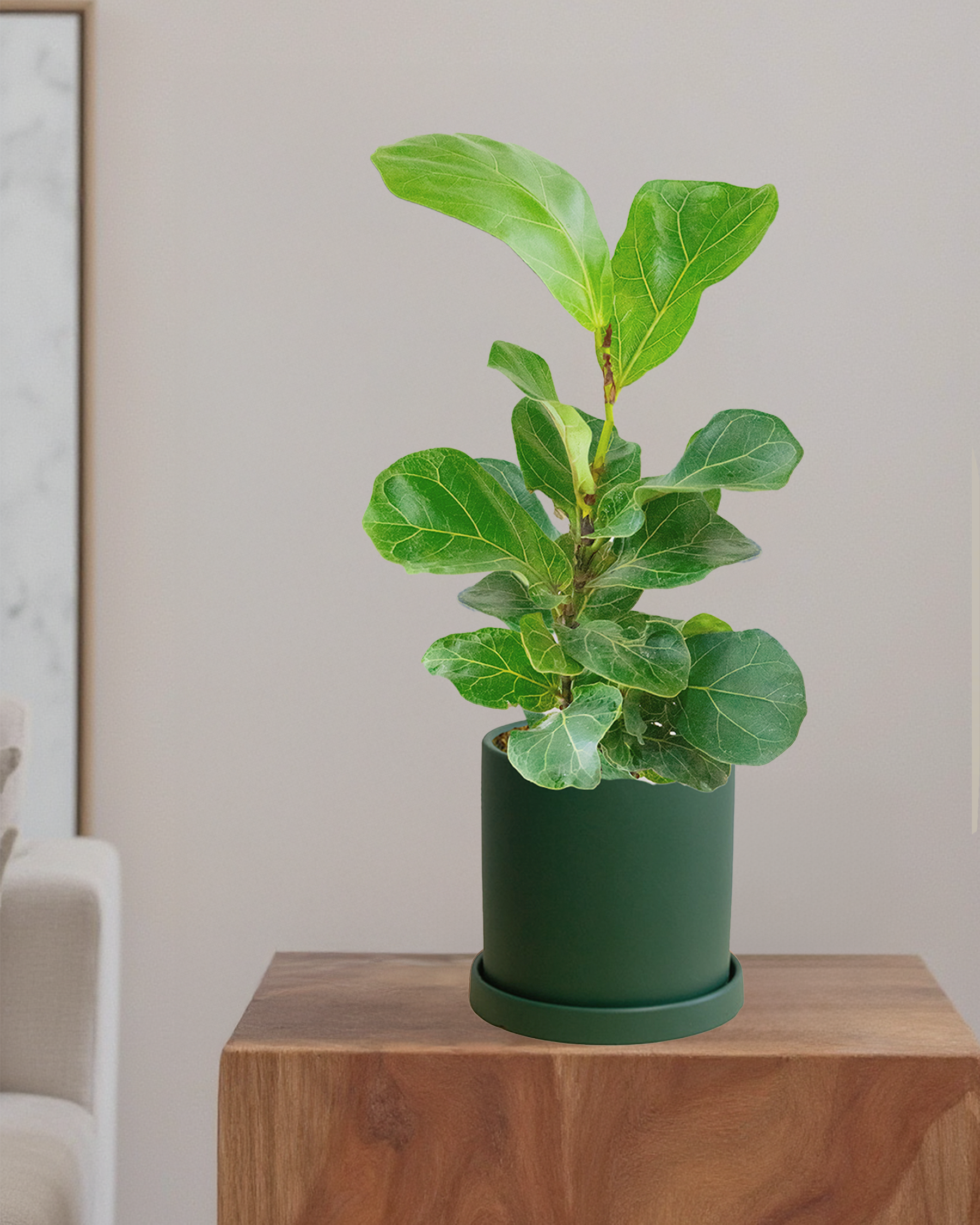Fiddle Leaf Fig Bambino