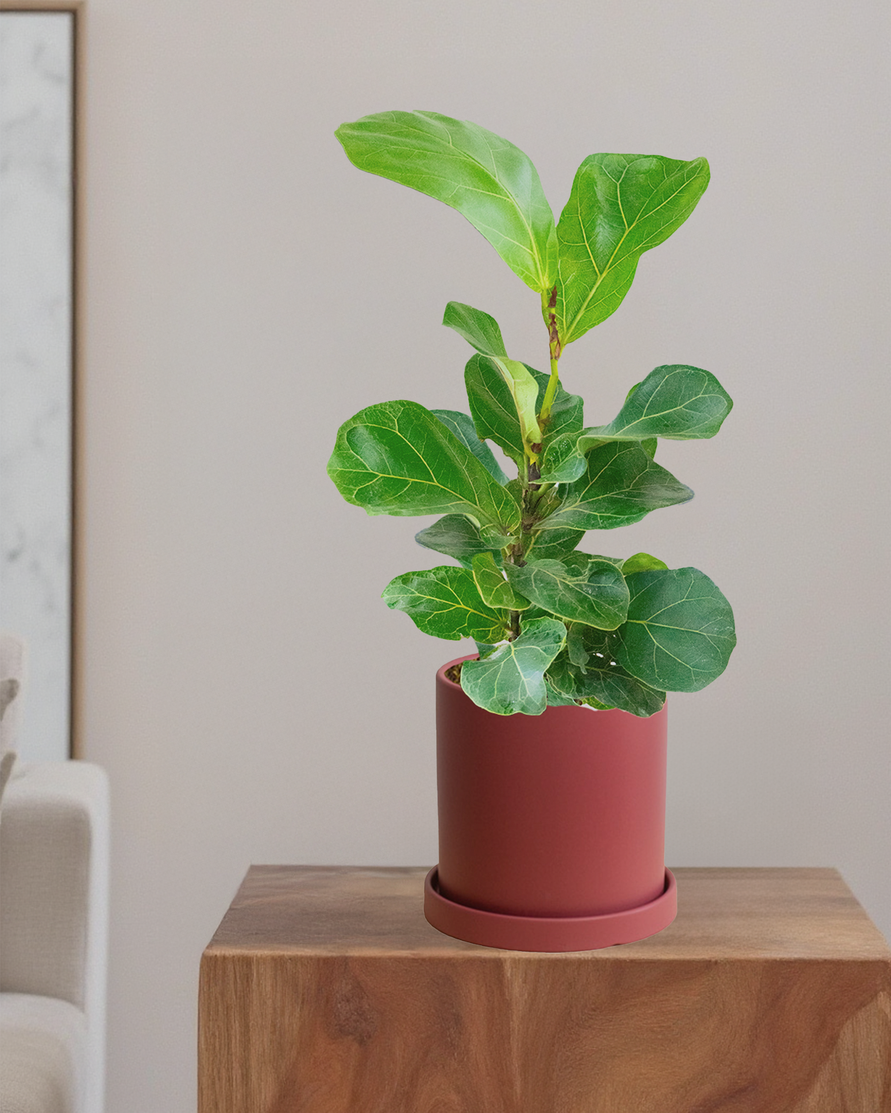 Fiddle Leaf Fig Bambino