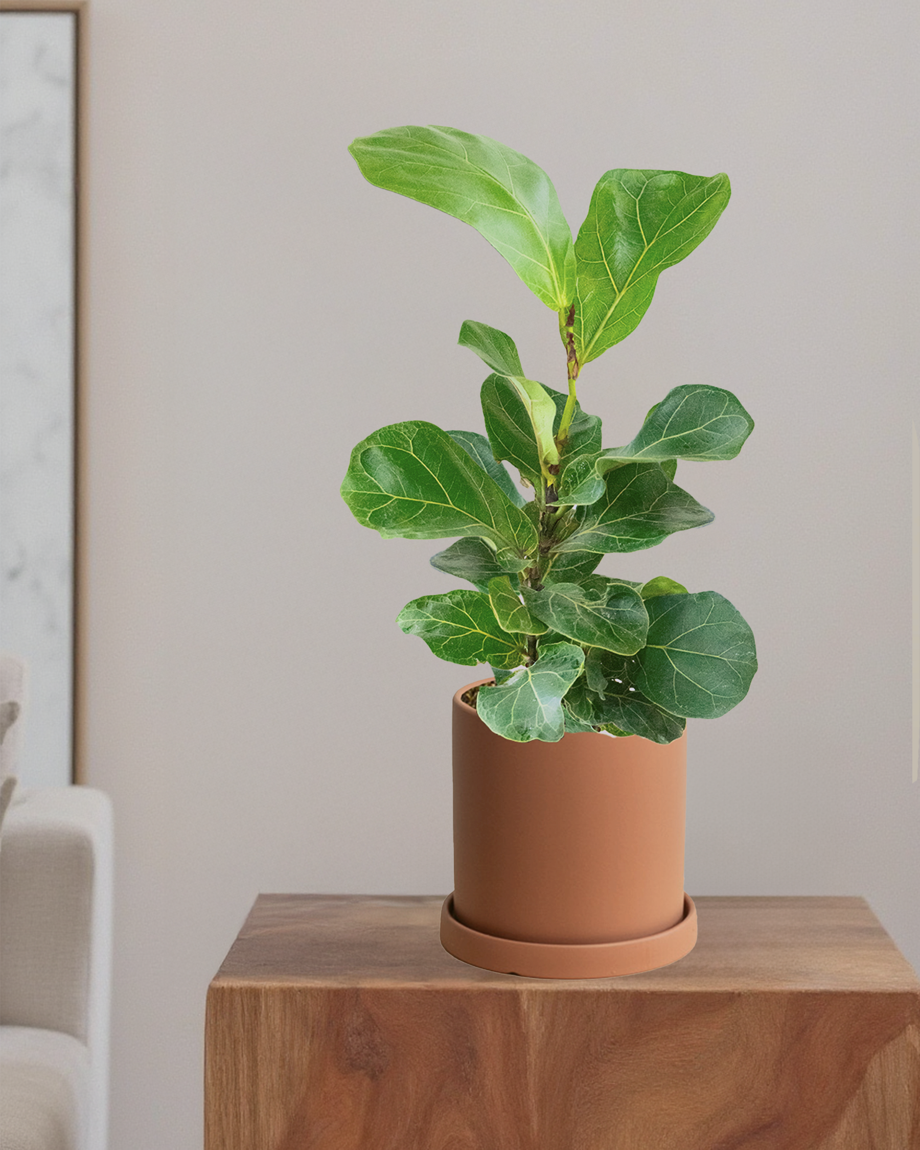 Fiddle Leaf Fig Bambino