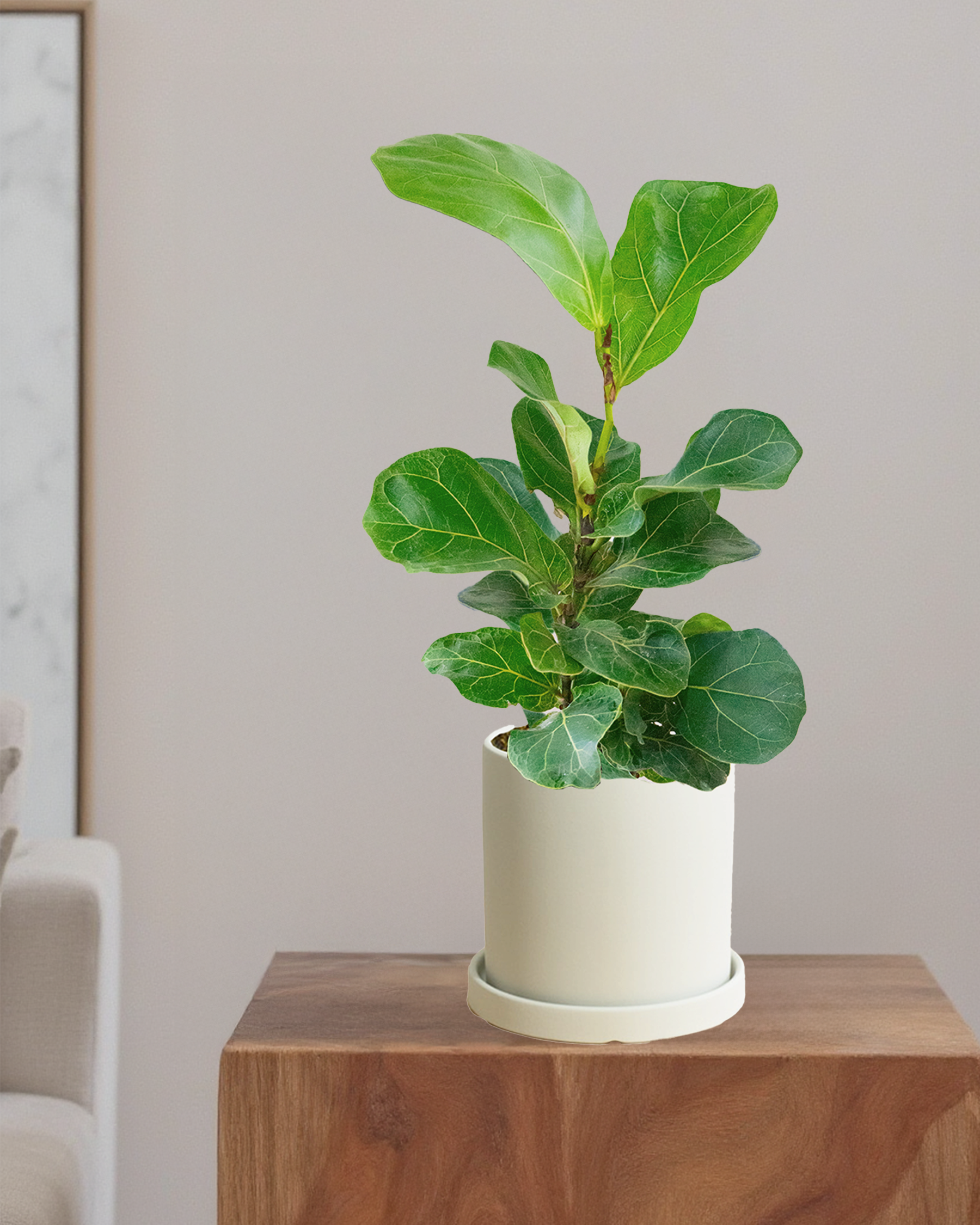 Fiddle Leaf Fig Bambino