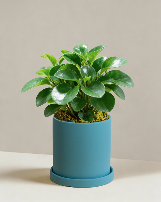Peperomia Obtipan Green