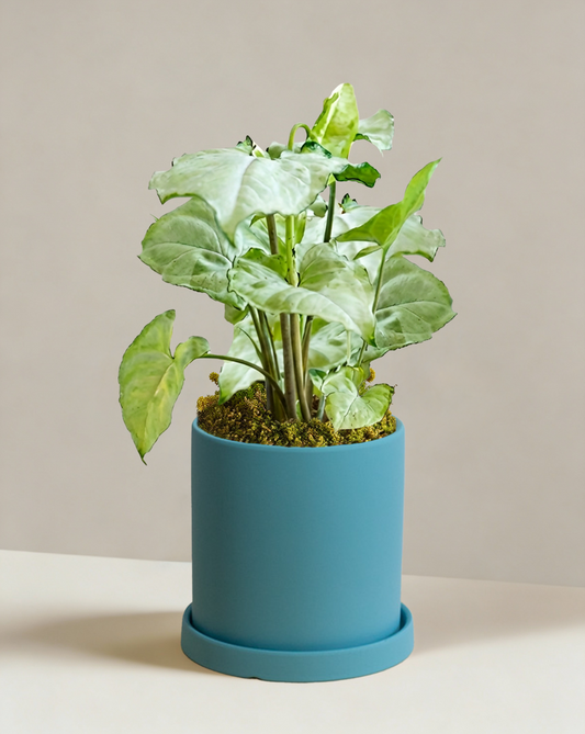 Syngonium Silver Fox