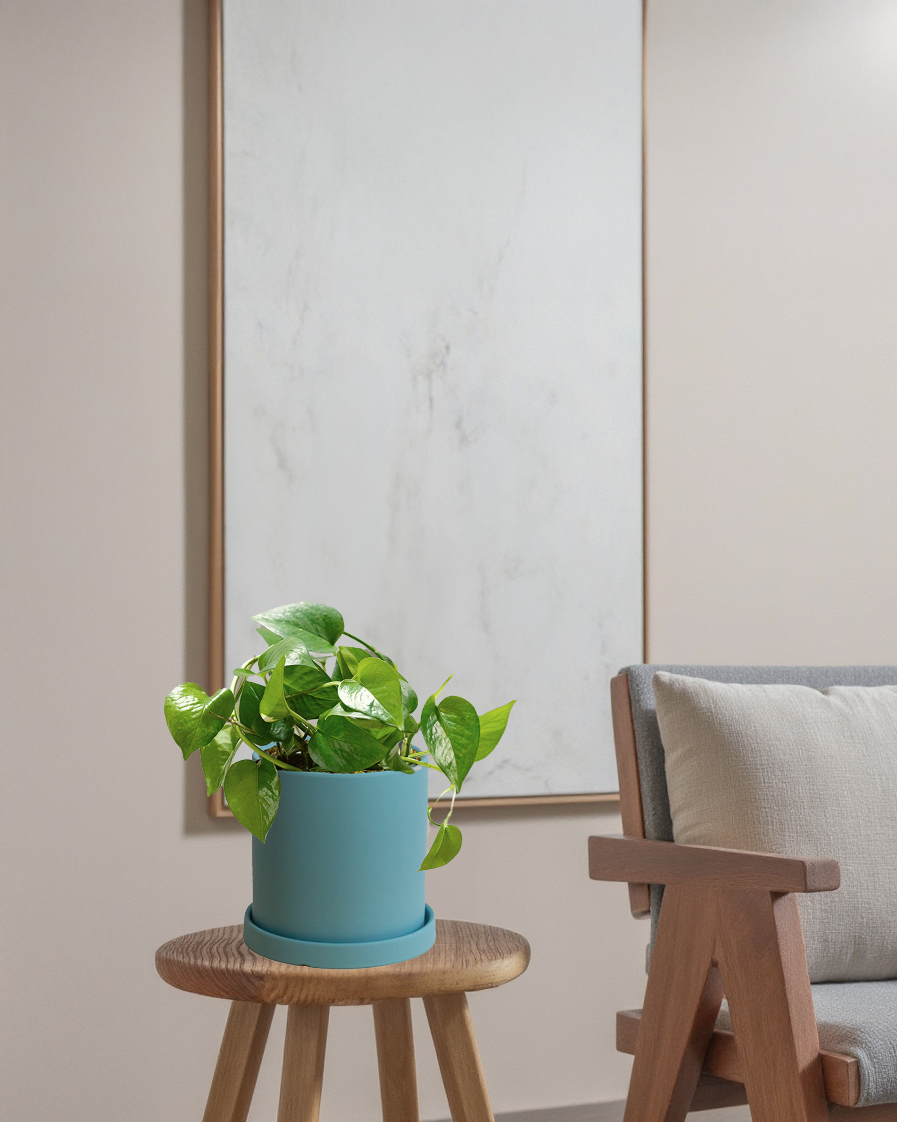 Pothos Green Dragon