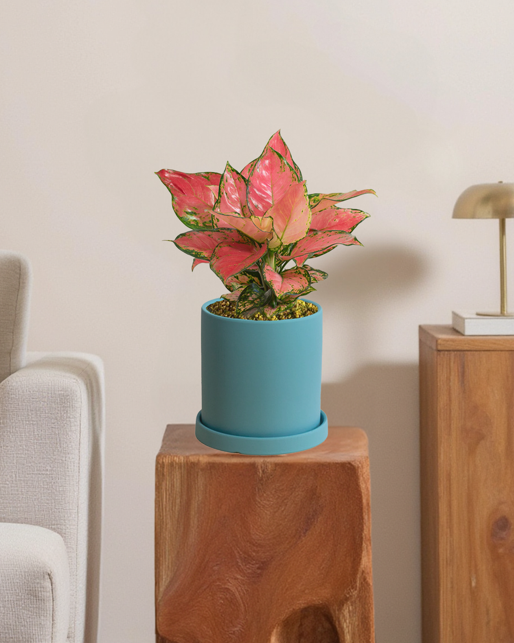 Aglaonema Auspicius Red