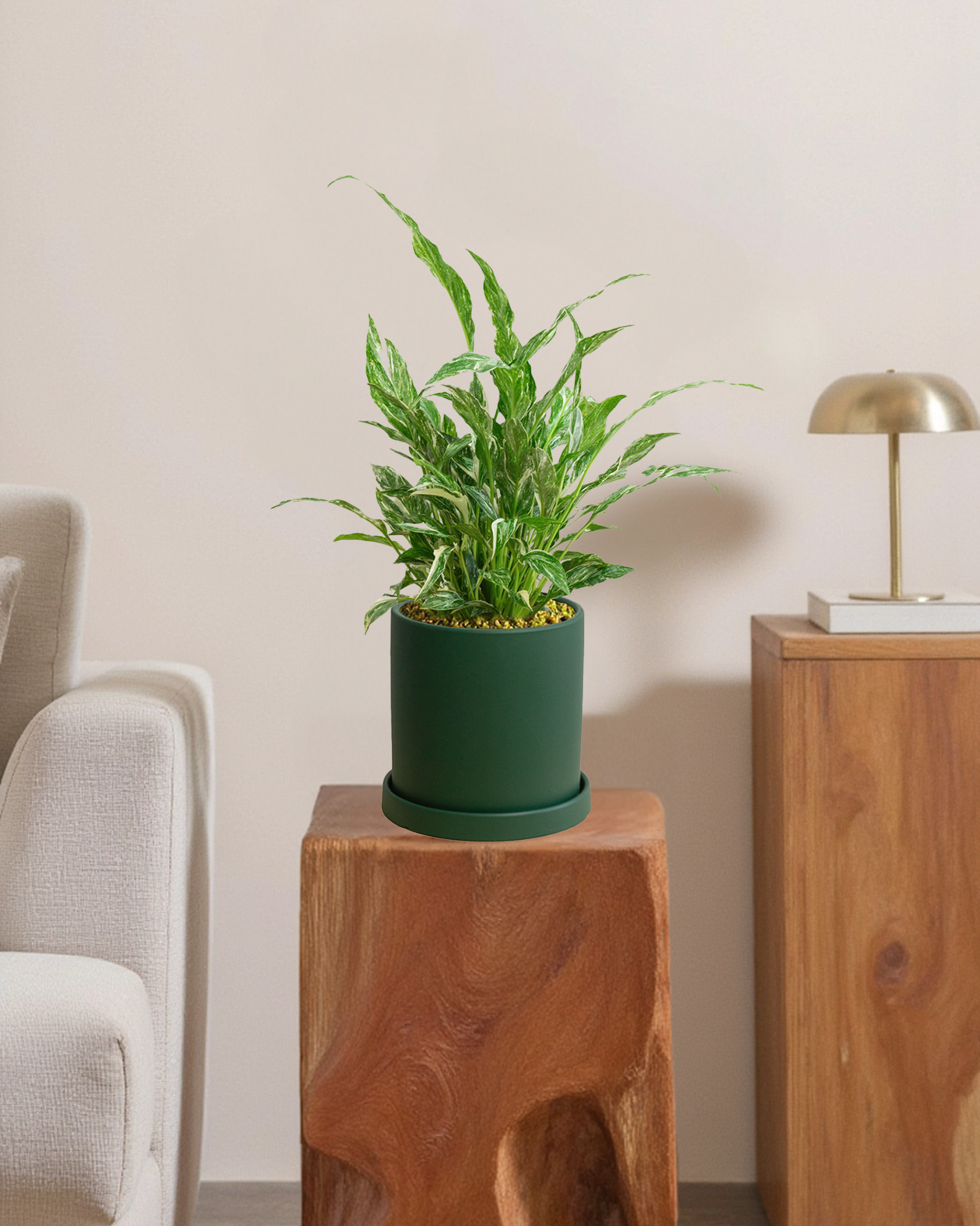 Peace Lily ‘Domino’