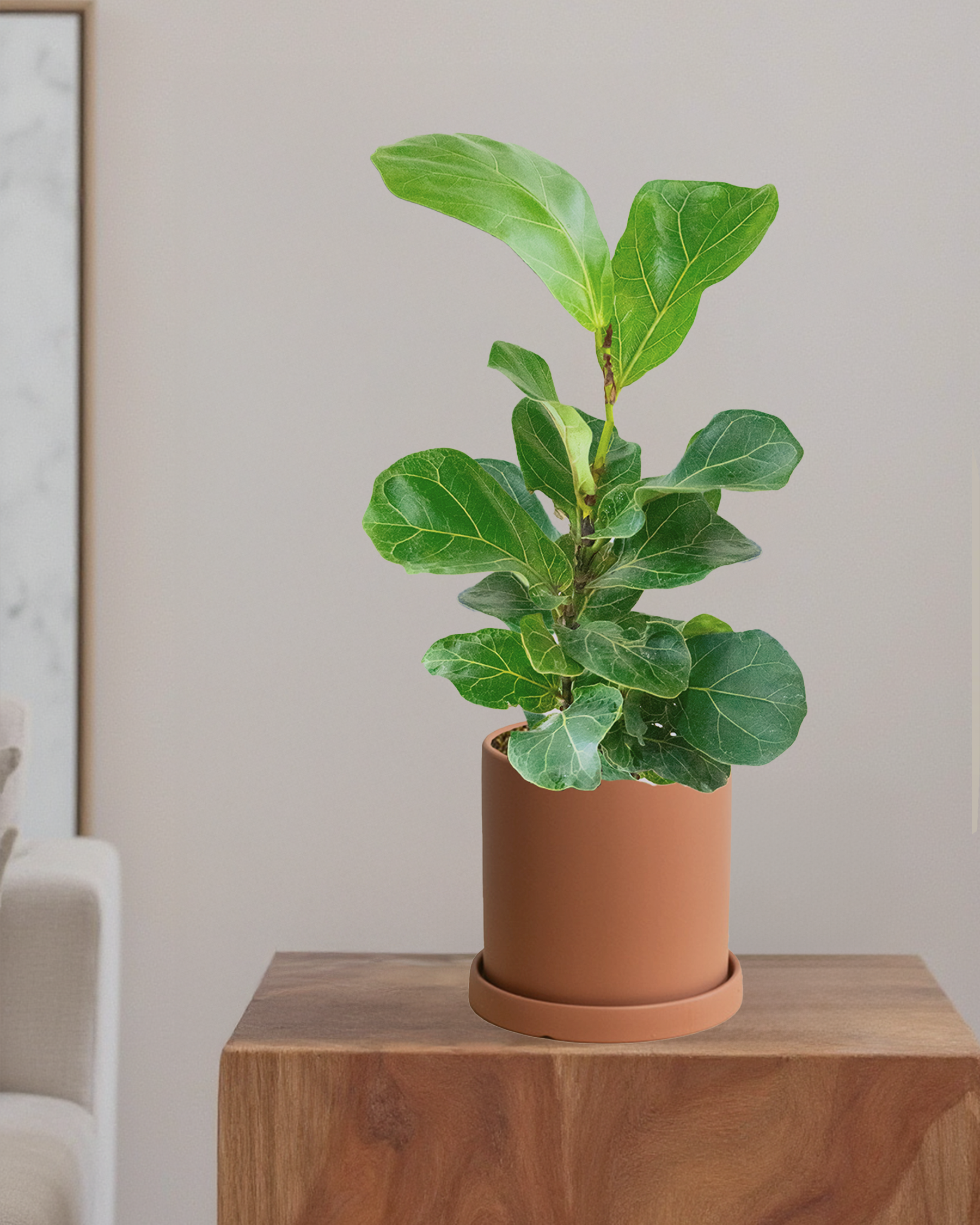 Fiddle Leaf Fig Bambino
