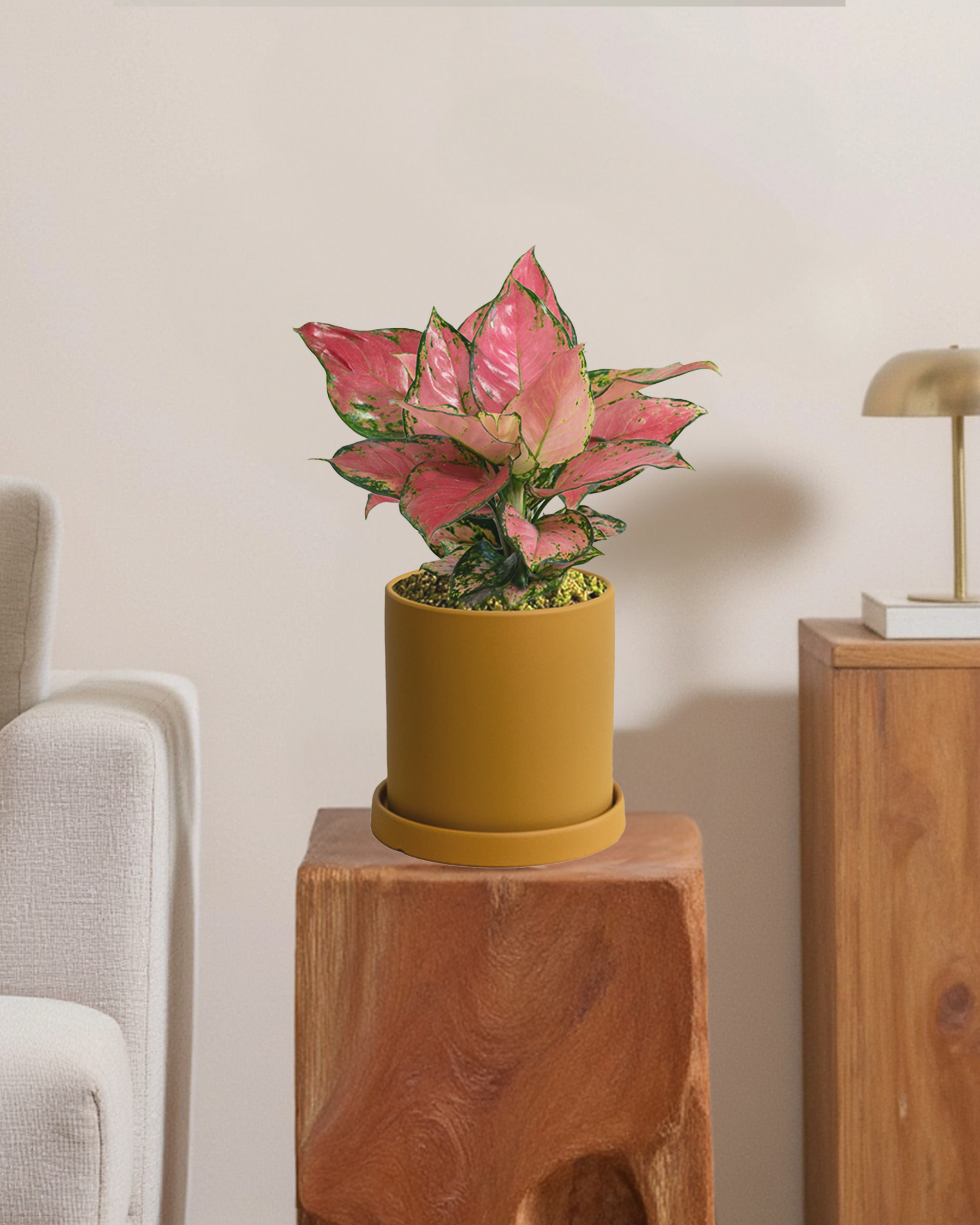 Aglaonema Auspicius Red