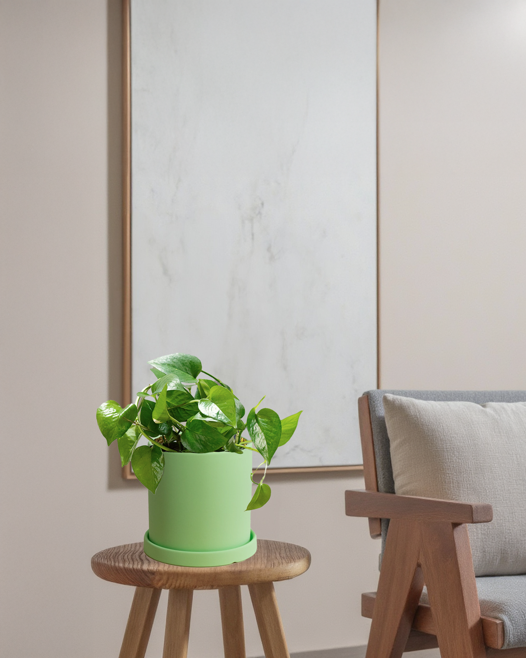 Pothos Green Dragon