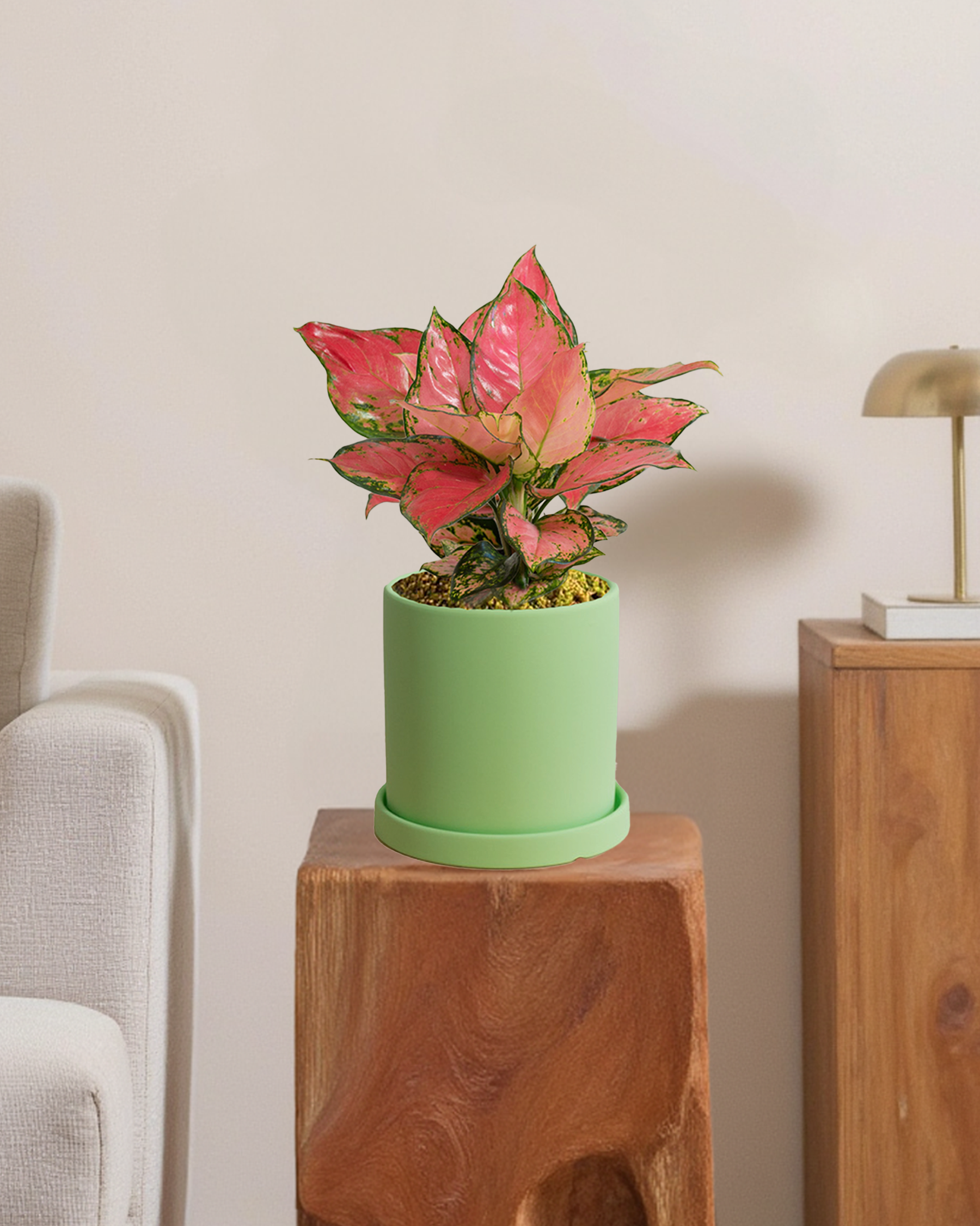 Aglaonema Auspicius Red