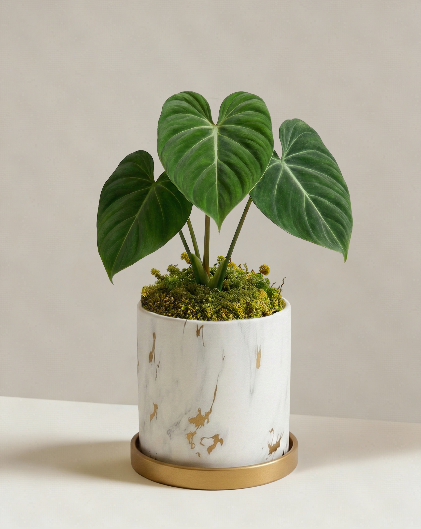 philodendron gloriosum australia Philodendron Gloriosum | Velvet Leaf Creeper
