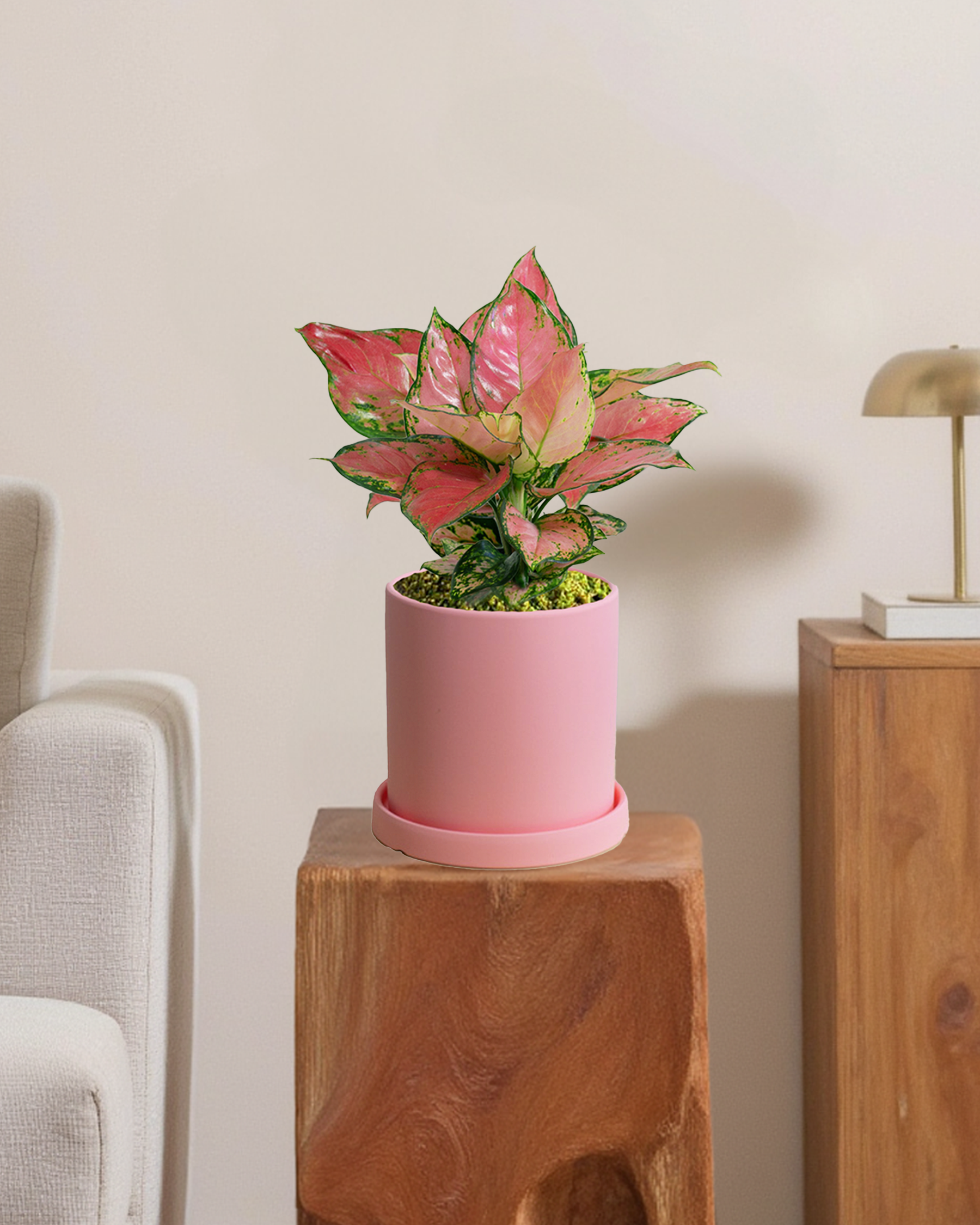 Aglaonema Auspicius Red