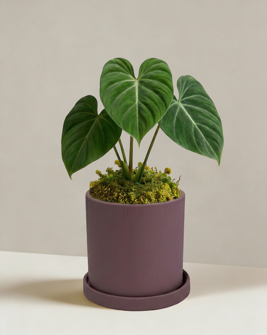 Philodendron Gloriosum