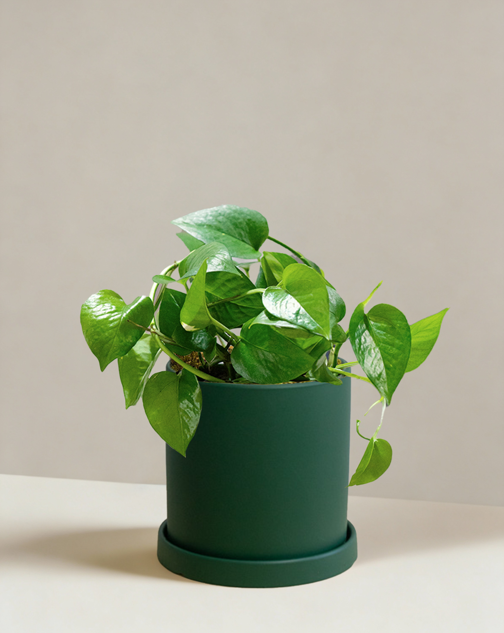 dragon pothos Pothos Green Dragon | Dark Green Trailing Plant