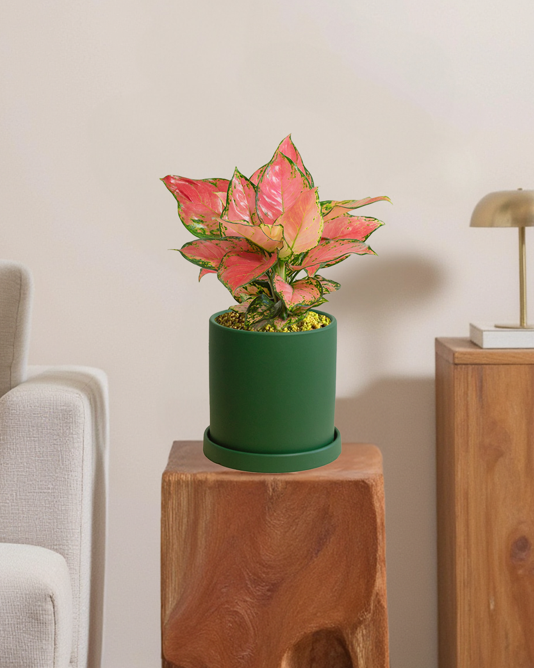 Aglaonema Auspicius Red