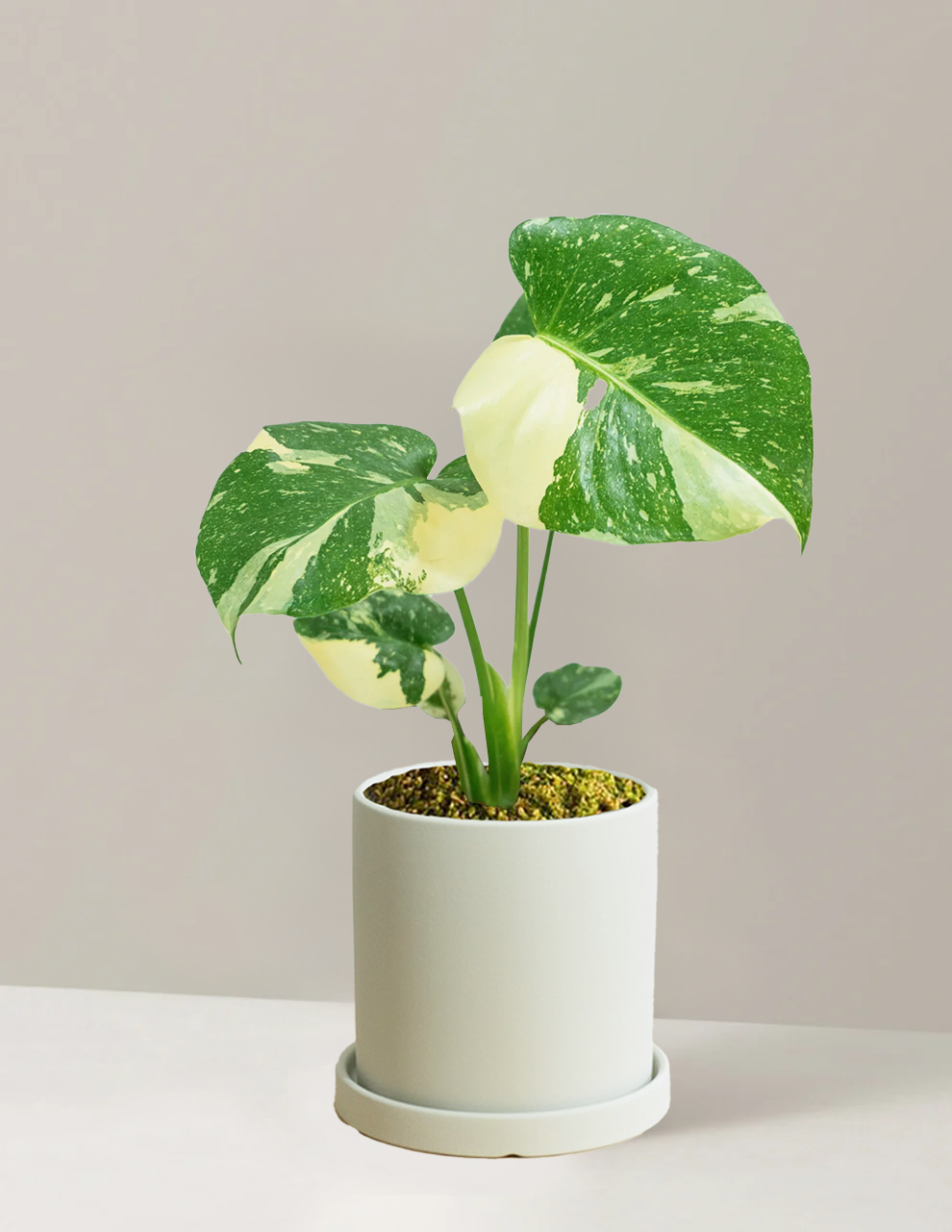 Sold Monstera Thai Constellation - Rare Plant