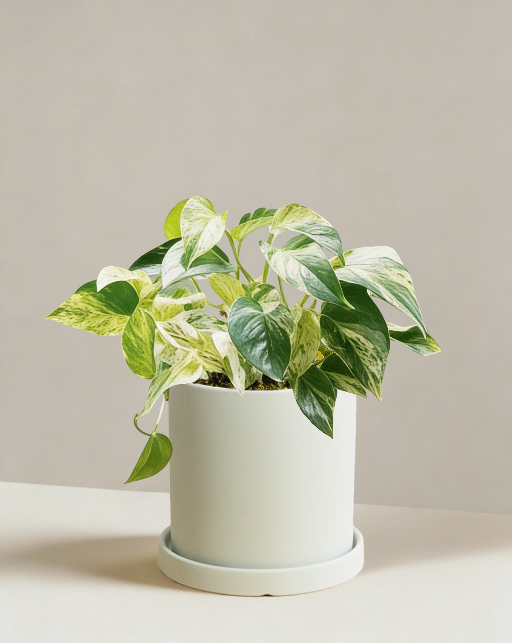 30 45cm marble queen pothos epipremnum in hanging 15cm pot Pothos Marble Queen | Variegated Trailing Plant