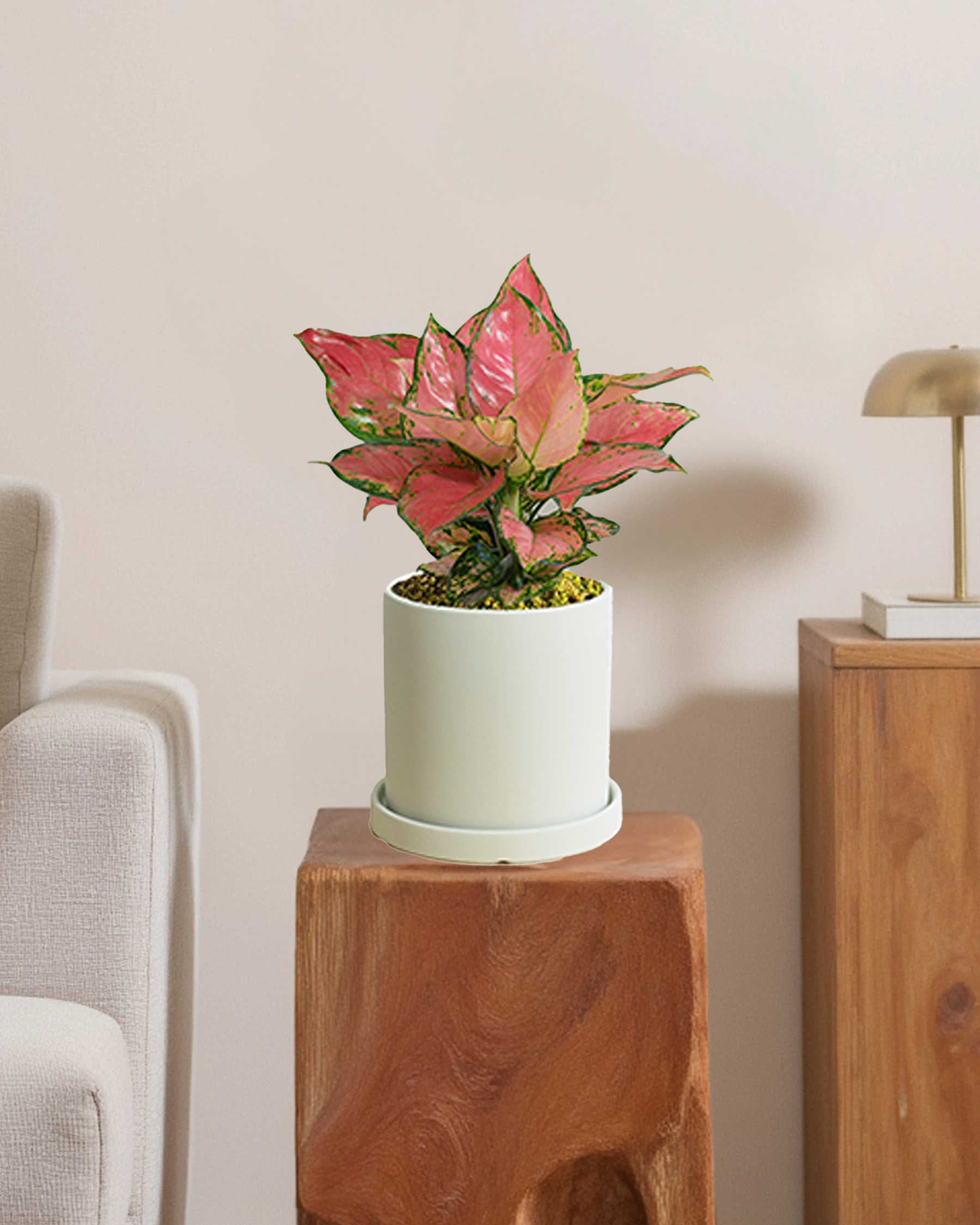 Aglaonema Auspicius Red