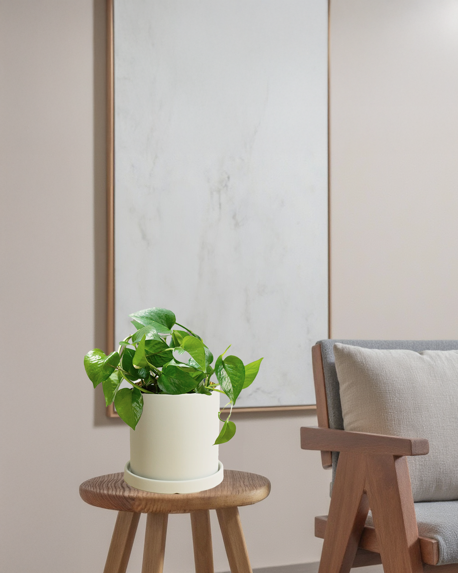 Pothos Green Dragon