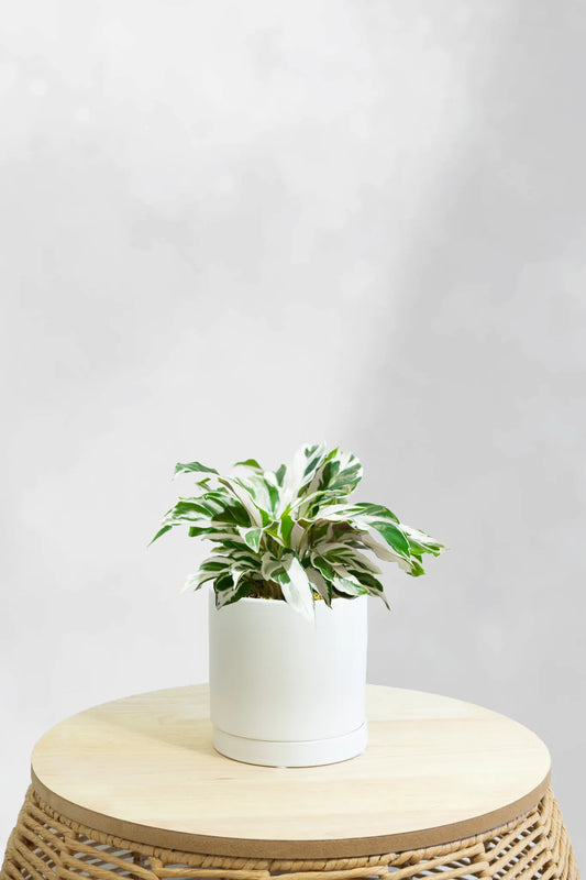 Calathea White Fusion