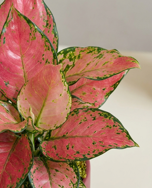 Aglaonema Auspicious Red