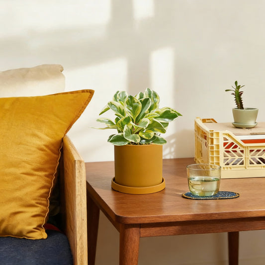 Peperomia Albo Marginata