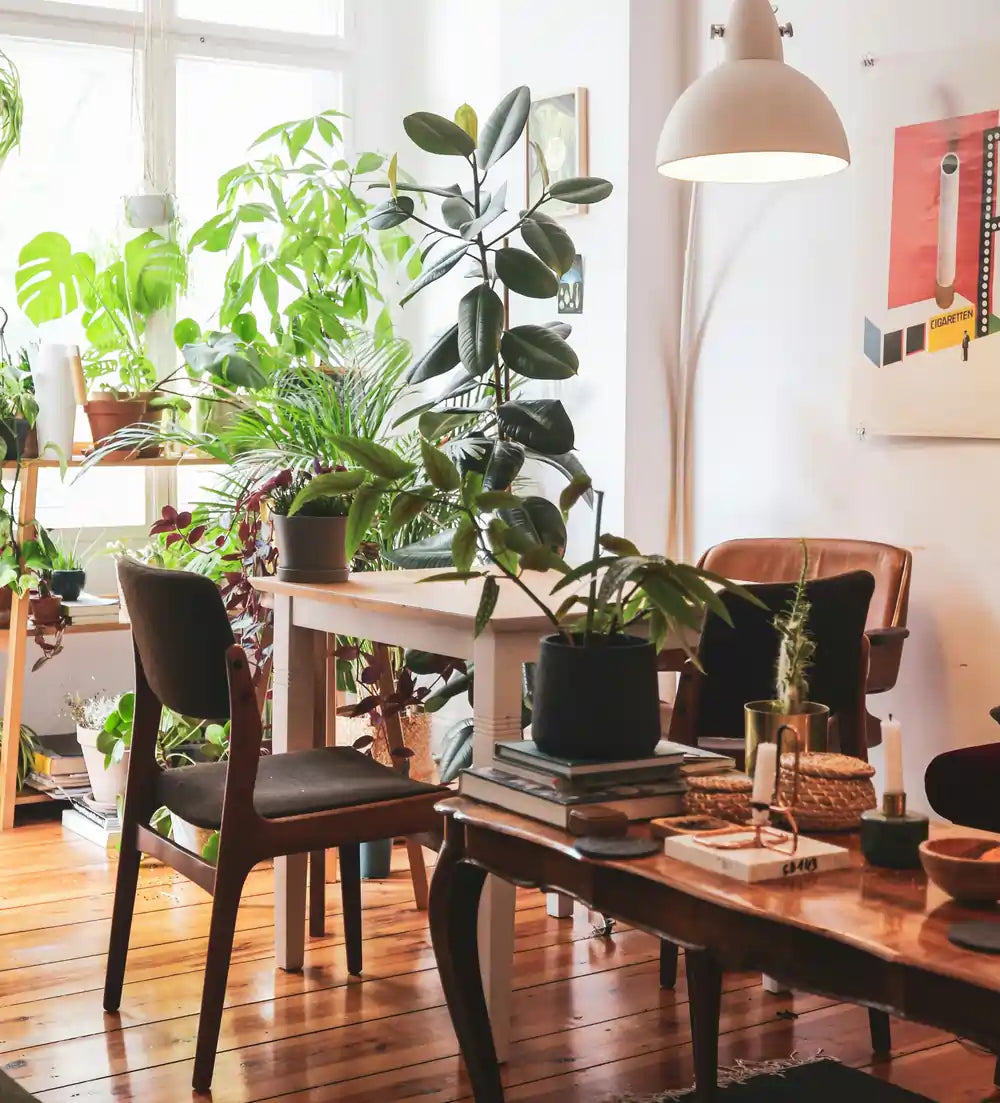 Benefits of Indoor Plants in Homes and Offices Across Australia