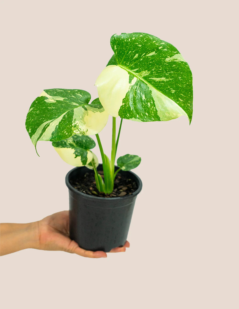 Monstera Thai Constellation Care: A Guide for Lush Foliage