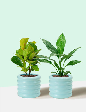 The Best Indoor Plant Gifts: A Guide to Unforgettable Green Gifting – Plantgems