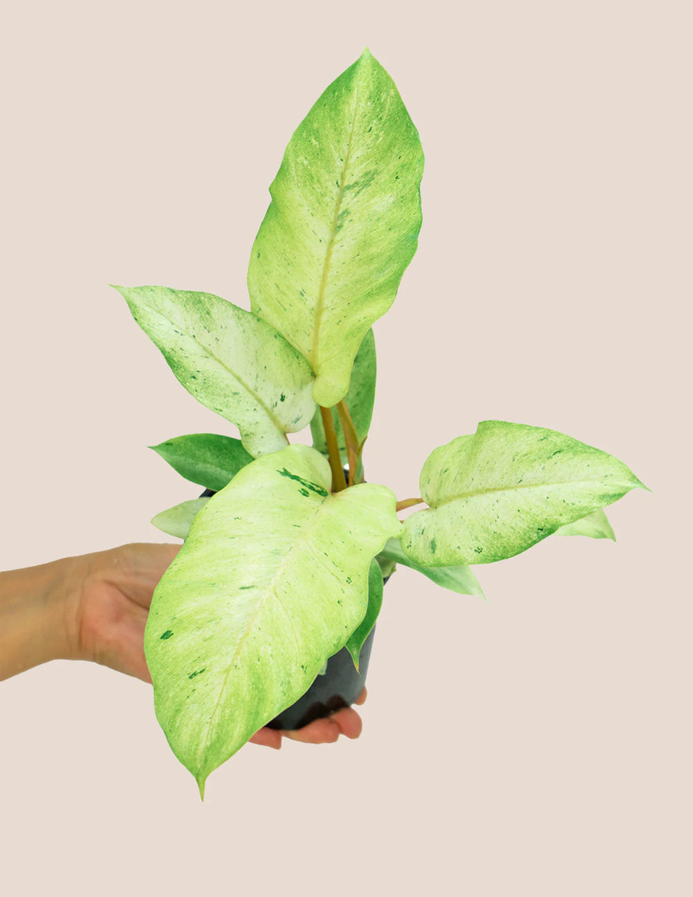 Philodendron Snow Drift Care: Your Guide to a Variegated Dream