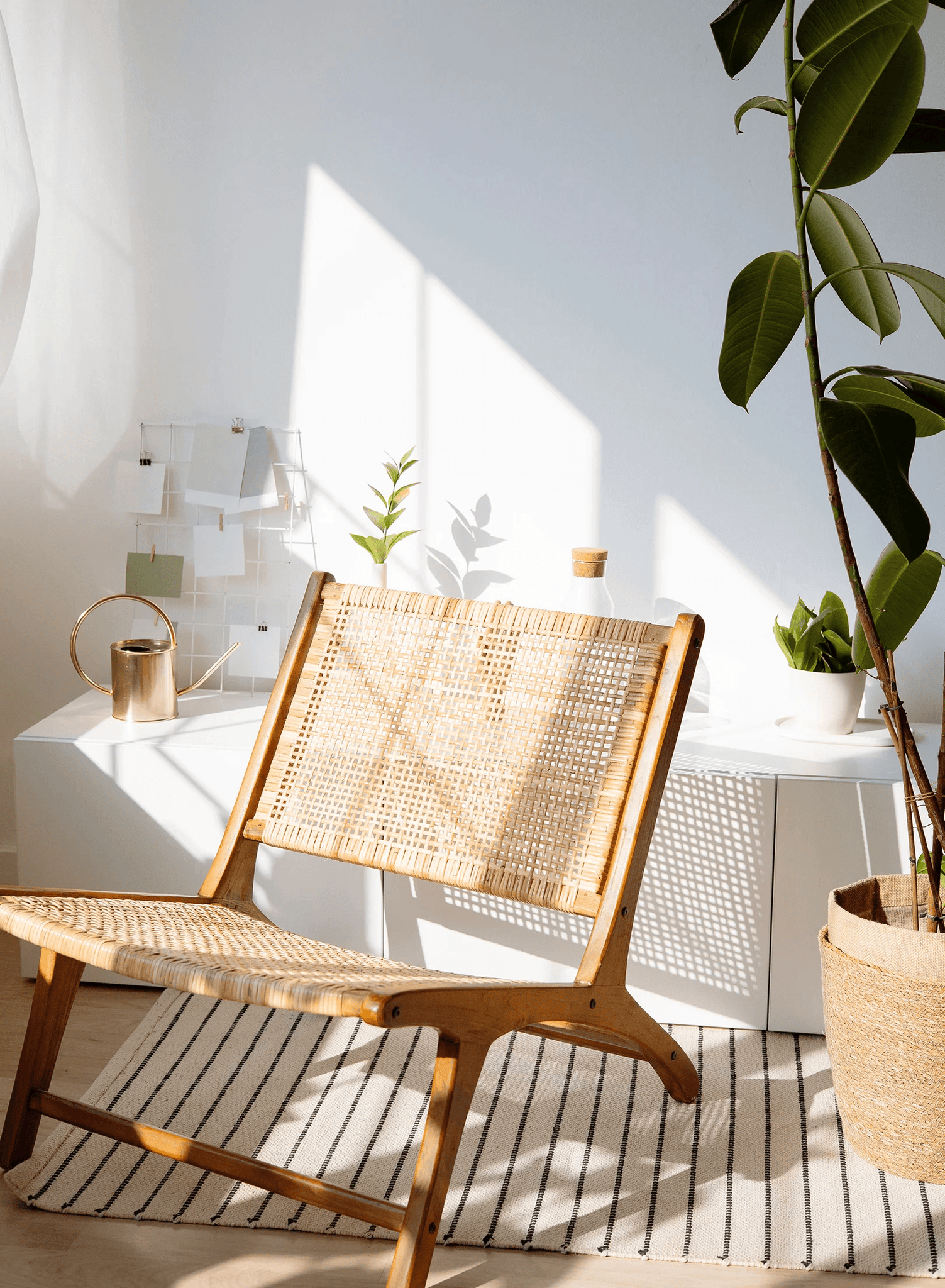 Gold Coast Indoor Plants: Cultivating Tranquility Amidst the Waves – Plantgems
