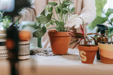 How To Pot or Repot Your Houseplants: A Step-by-Step Guide – Plantgems