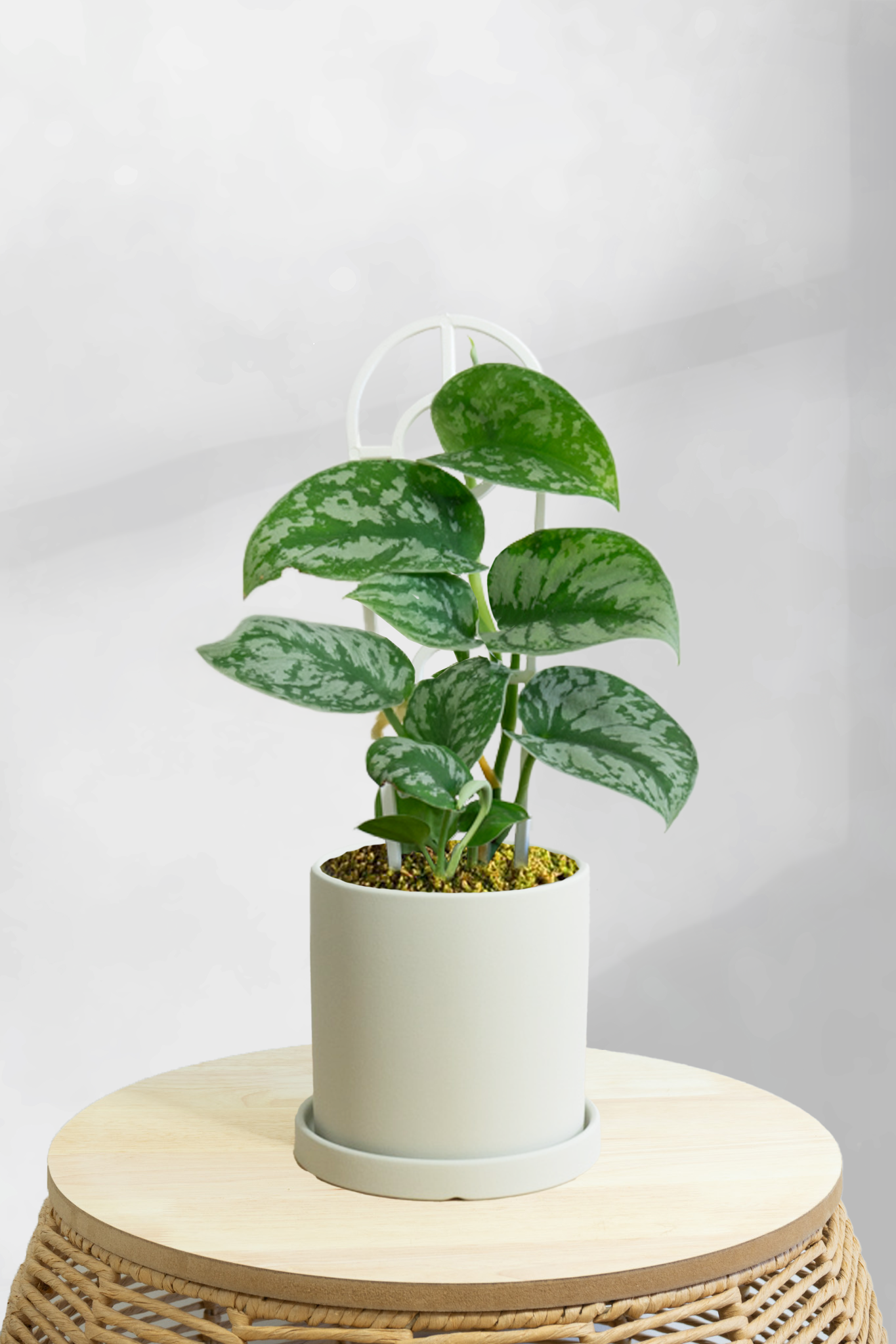 Pothos Satin