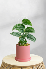 Pothos Satin