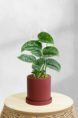 Pothos Satin