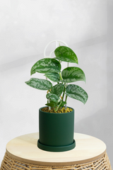 Pothos Satin