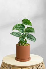 Pothos Satin