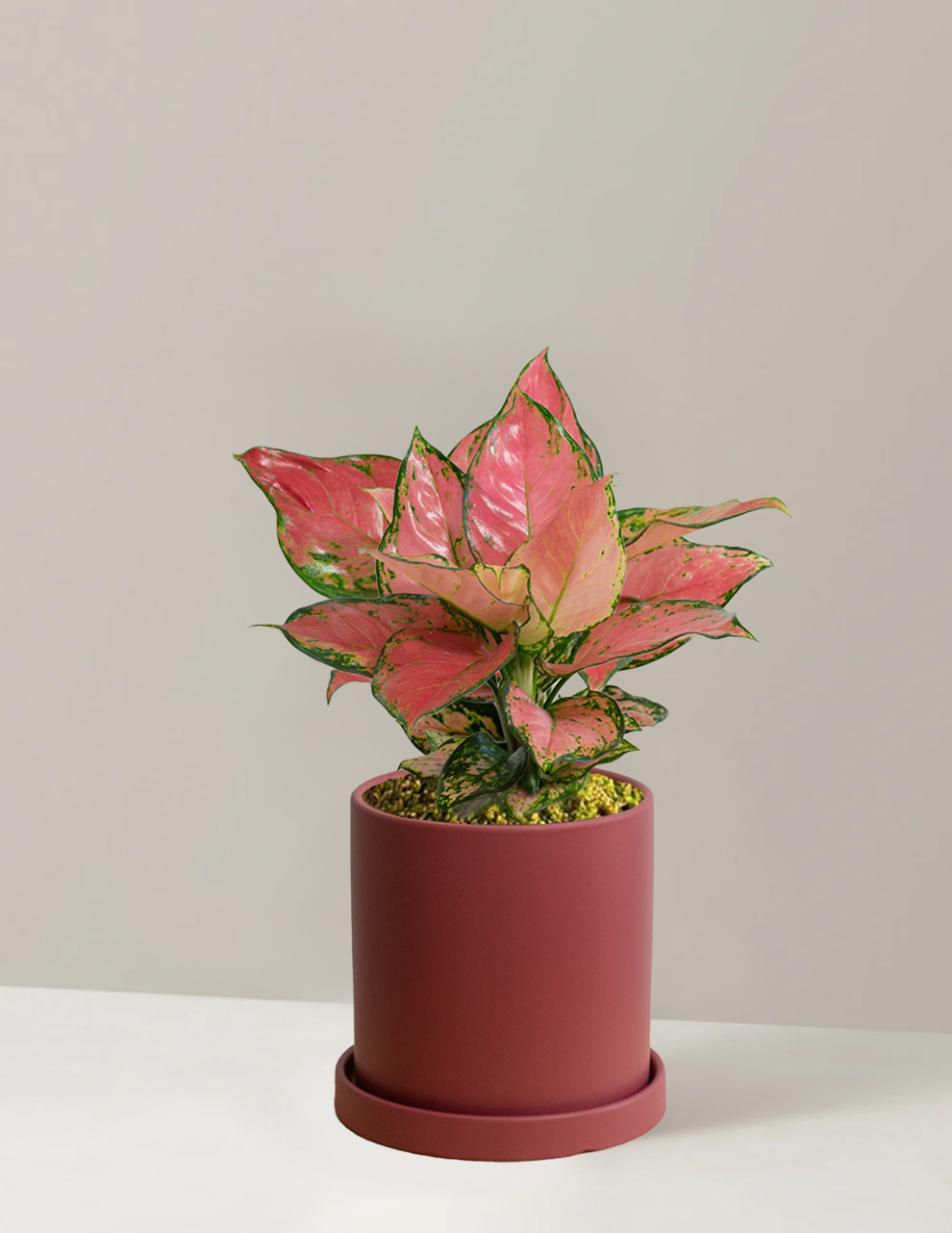 Aglaonema Auspicius Red