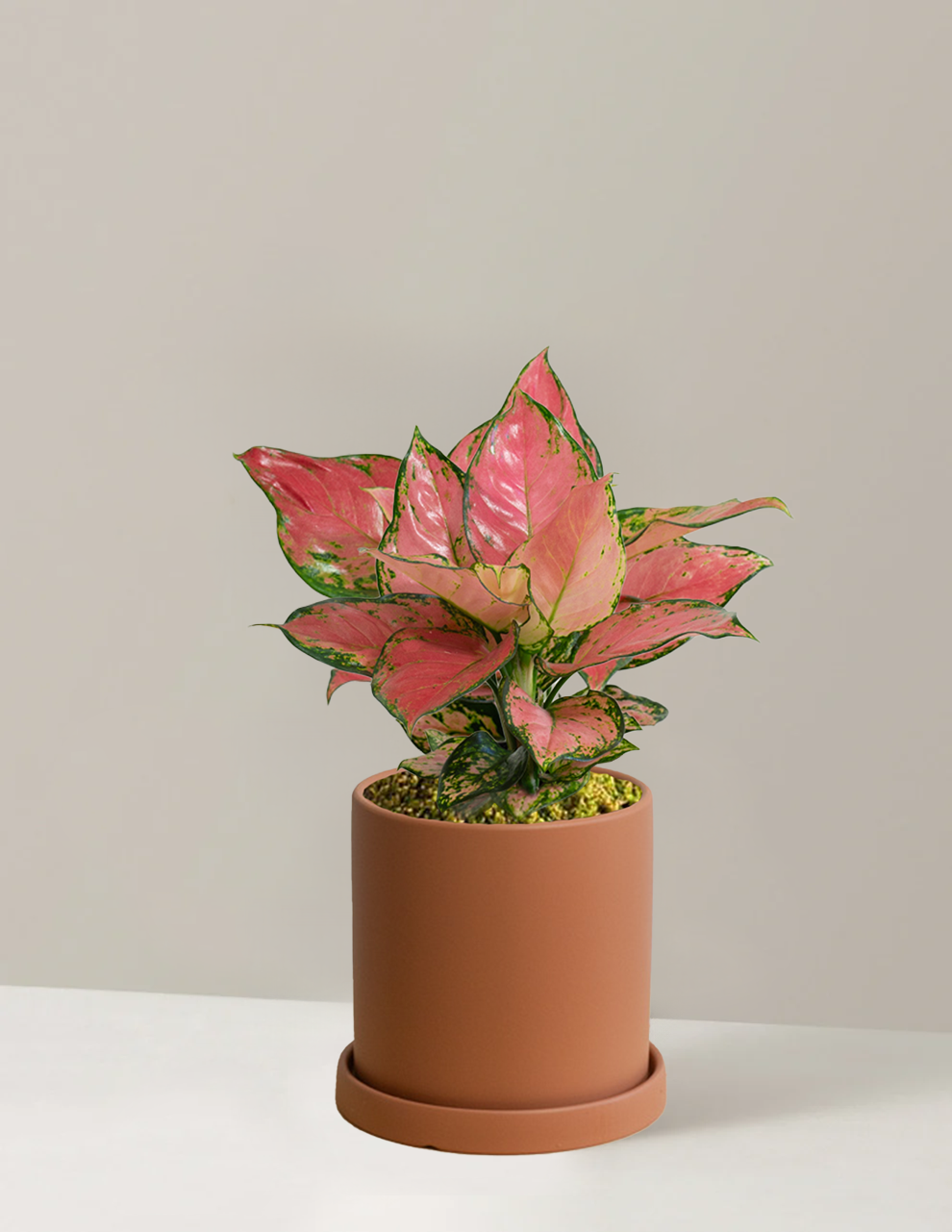 Aglaonema Auspicius Red