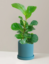 Fiddle Leaf Fig Bambino