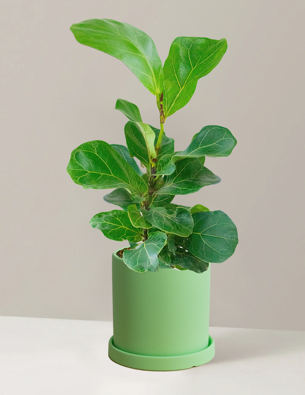 Fiddle Leaf Fig Bambino