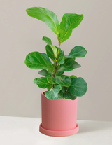 Fiddle Leaf Fig Bambino