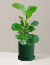 Fiddle Leaf Fig Bambino