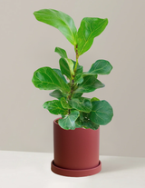 Fiddle Leaf Fig Bambino