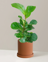 Fiddle Leaf Fig Bambino