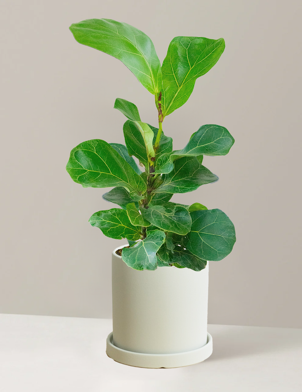 Fiddle Leaf Fig Bambino