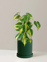 Philodendron Brasil